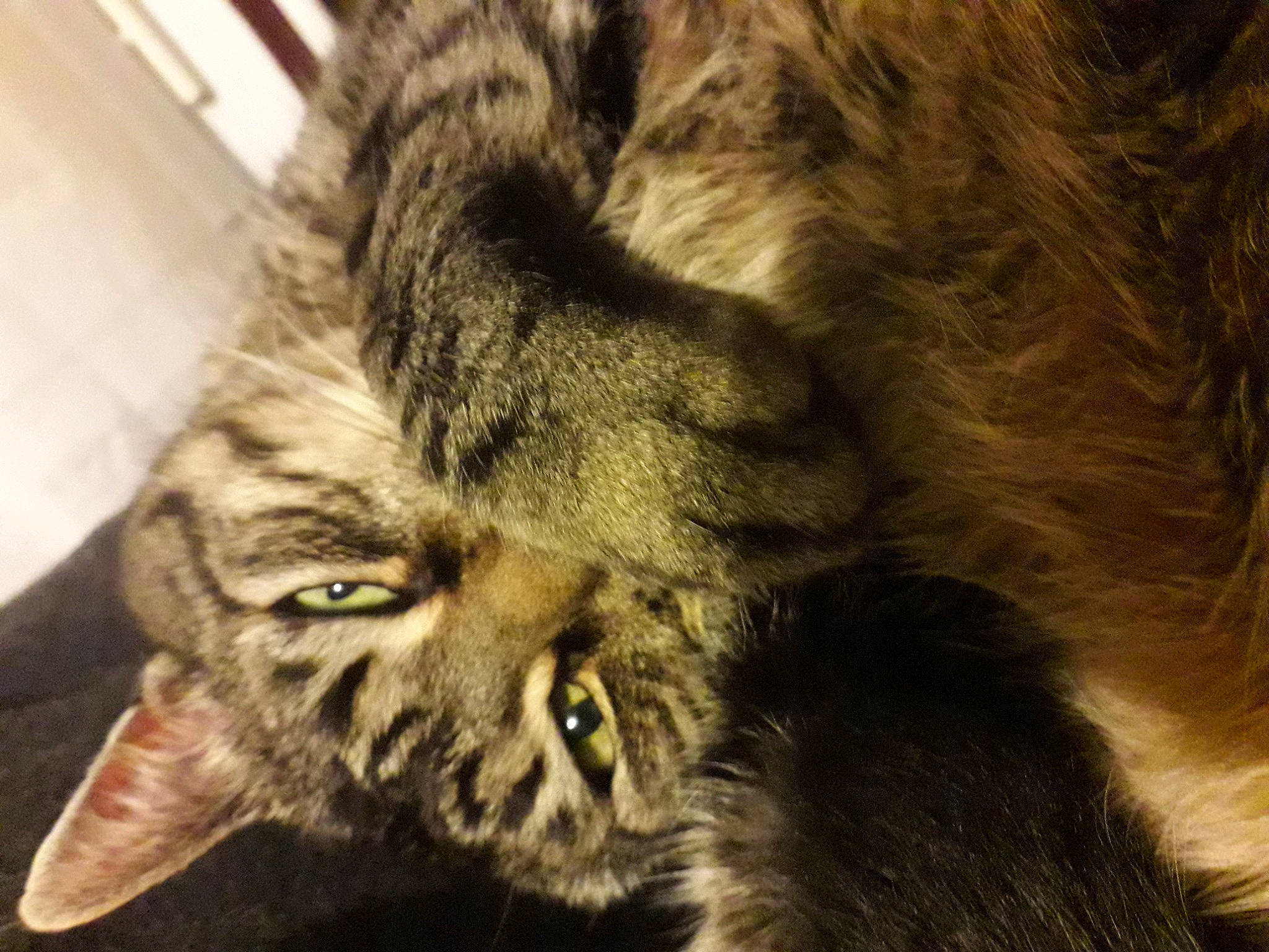 Pitou a rejoint le concours — aidez-le/la à gagner de superbes lots ! asian, carnivore, cat, domestic_long_haired_cat, dragon_li, ear, european_shorthair, eye, felidae, fur, kitten, maine_coon, norwegian_forest_cat, pixie_bob, siberian, small_to_medium_sized_cats, snout, tabby_cat, whiskers, wild_cat