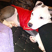 Diamond is registered to the contest to win money with this photo: dog, puppy, pitbull, red_jacket, resting, bed, blanket, paws, painted_nails, white_fur, gray_patch, face, muzzle, eyes, indoor, flash_photo, purse, fabric, close_up, cute