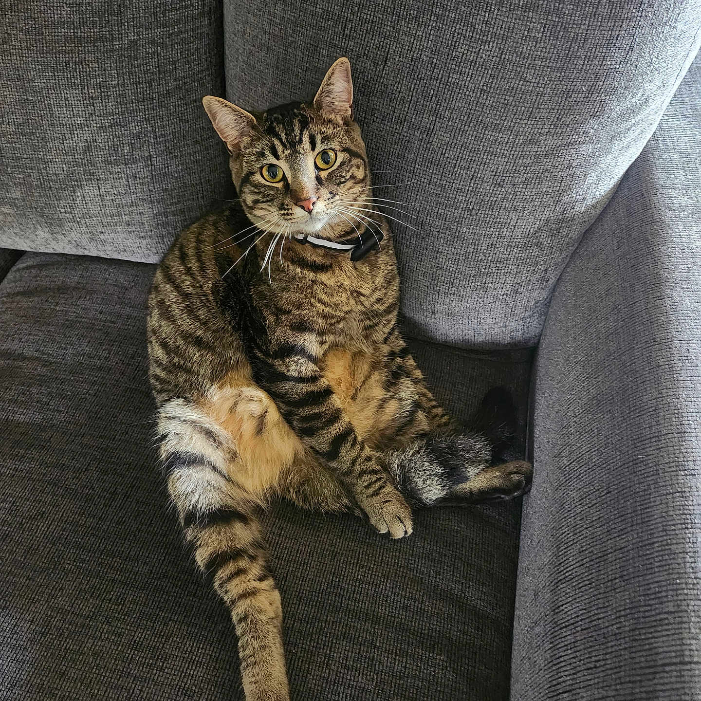 Little Kitty is registered to the contest to win money with this photo: abyssinian, animal, architecture, armchair, building, cat, chair, couch, cushion, egyptiancat, furniture, homedecor, indoors, kitten, livingroom, manx, person, pet, room, sleeping