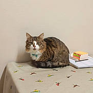 Ziggy is registered to the contest to win money with this photo: cat, tabby, table, tablecloth, bird_pattern, notebook, sticky_notes, pen, wall, decor, curious, indoor, feline, fluffy, pet, domestic_animal, brown, white, striped, sitting