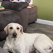 Ellie joined the competition — help win amazing prizes! dog, white_dog, labrador, lying_down, floor, couch, pillow, super_mario, gaming_steering_wheel, living_room, wooden_floor, brown_couch, pet, indoor, relaxed, mammal, animal, fur, household, comfort