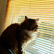 Simba joined the competition — help win amazing prizes! cat, tabby_cat, feline, pet, indoor, window, blinds, sunlight, shadow, chair, leather, fur, whiskers, ears, face, animal, cozy, home, domestic_cat, sitting