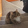 cat, stairs, carpet, fluffy, long_hair, indoor, pet, animal, wood, banister, curious, green_eyes, fur, white_chest, cozy, home, coat, looking_up, domestic_cat, resting