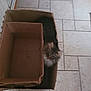 cat, cardboard_box, tile_floor, indoor, pet, feline, hiding, curious, brown, gray, fluffy, animal, household, door, wooden, flooring, domestic, cute, playful, small