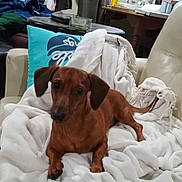 Copper James is registered to the contest to win money with this photo: dog, dachshund, blanket, chair, pet, indoor, brown_dog, furniture, sewing_machine, table, cushion, living_room, curtains, household_items, cozy, relaxed, canine, domestic, small_dog, resting
