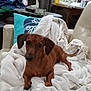 dog, dachshund, blanket, chair, pet, indoor, brown_dog, furniture, sewing_machine, table, cushion, living_room, curtains, household_items, cozy, relaxed, canine, domestic, small_dog, resting