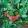 Copper James is registered to the contest to win money with this photo: dog, brown_dog, happy, smiling, collar, plant, green_leaves, bean_plants, garden, outdoor, nature, pet, animal, soil, playful, small_dog, canine, leafy, vegetation, fun