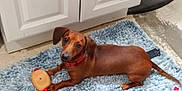 Copper James joined the competition — help win amazing prizes! dog, dachshund, brown_dog, pet, toy, blue_rug, floor, kitchen, cabinet, curious, lying_down, indoor, animal, small_dog, paw, ears, tail, collar, looking_up, domestic