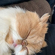 Harley is registered to the contest to win money with this photo: angora, animal, armchair, canine, cat, chair, couch, dog, furniture, kitten, manx, person, pet, puppy, rabbit, siamese, sleeping, snout