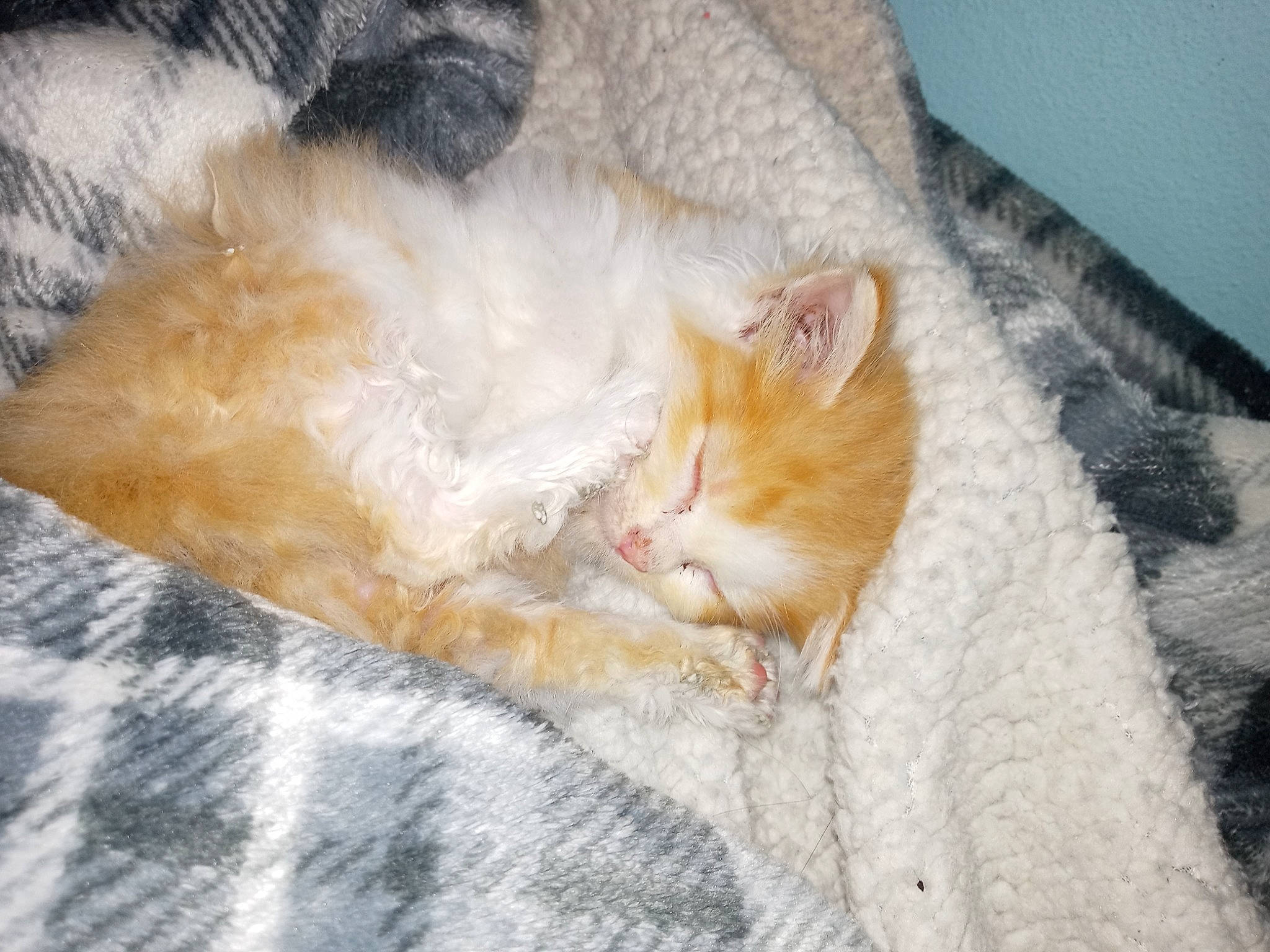 Twister joined the competition — help win amazing prizes! carnivore, cat, claw, comfort, couch, domestic_short_haired_cat, fawn, felidae, fur, linens, nap, paw, room, sleep, small_to_medium_sized_cats, snout, tail, whiskers, wood, wool