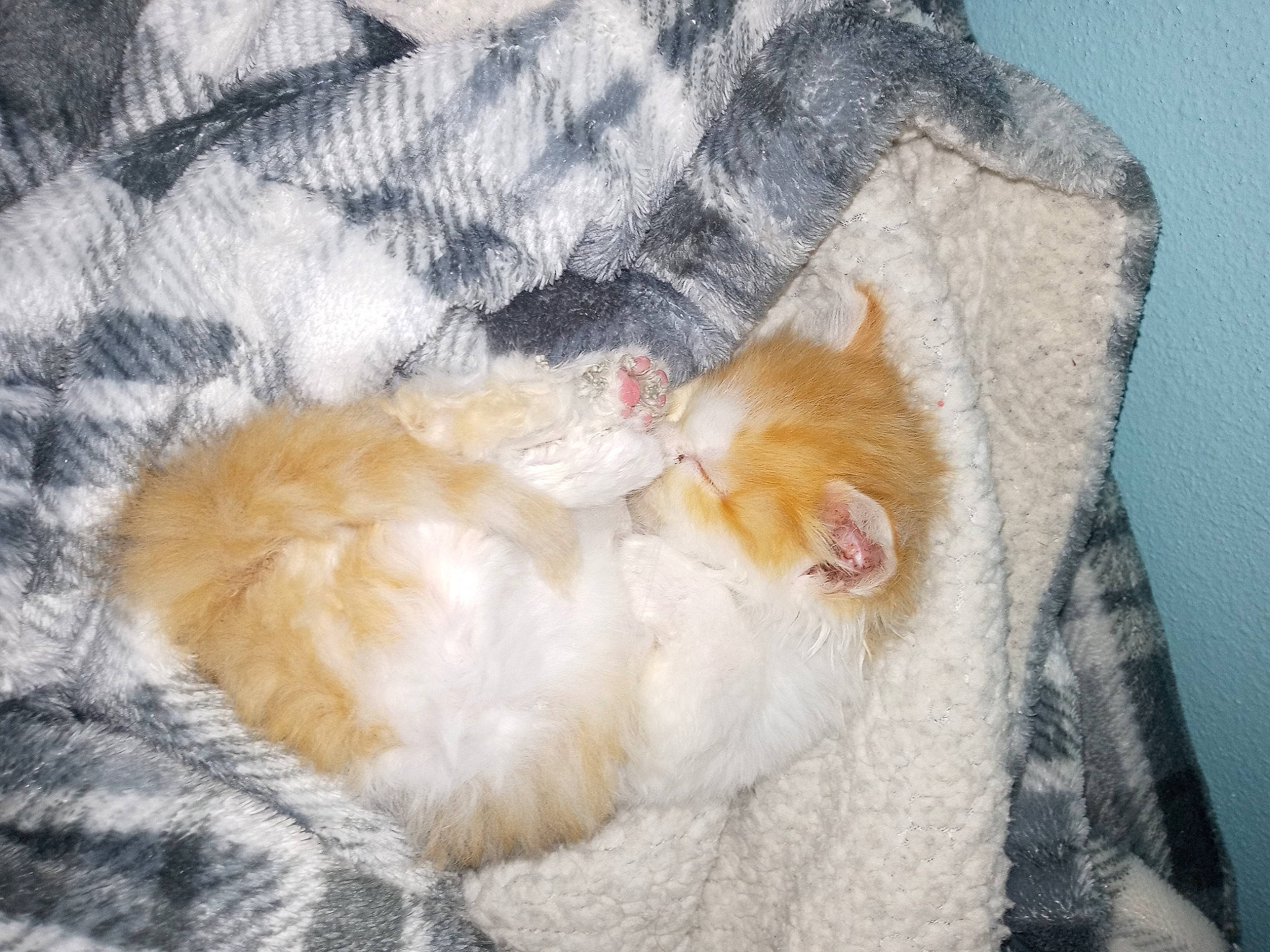 Twister joined the competition — help win amazing prizes! bed, blanket, canidae, carnivore, cat, claw, comfort, fawn, felidae, fur, linens, nap, pattern, paw, sleep, small_to_medium_sized_cats, tail, textile, whiskers