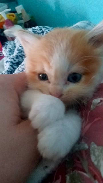 Twister is registered to the contest to win money with this photo: carnivore, cat, claw, domestic_short_haired_cat, ear, eye, fawn, felidae, fur, paw, small_to_medium_sized_cats, snout, tail, whiskers