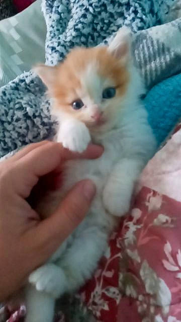 Twister joined the competition — help win amazing prizes! carnivore, cat, claw, comfort, domestic_short_haired_cat, fawn, felidae, fur, knitting, nail, paw, small_to_medium_sized_cats, tail, whiskers, wool