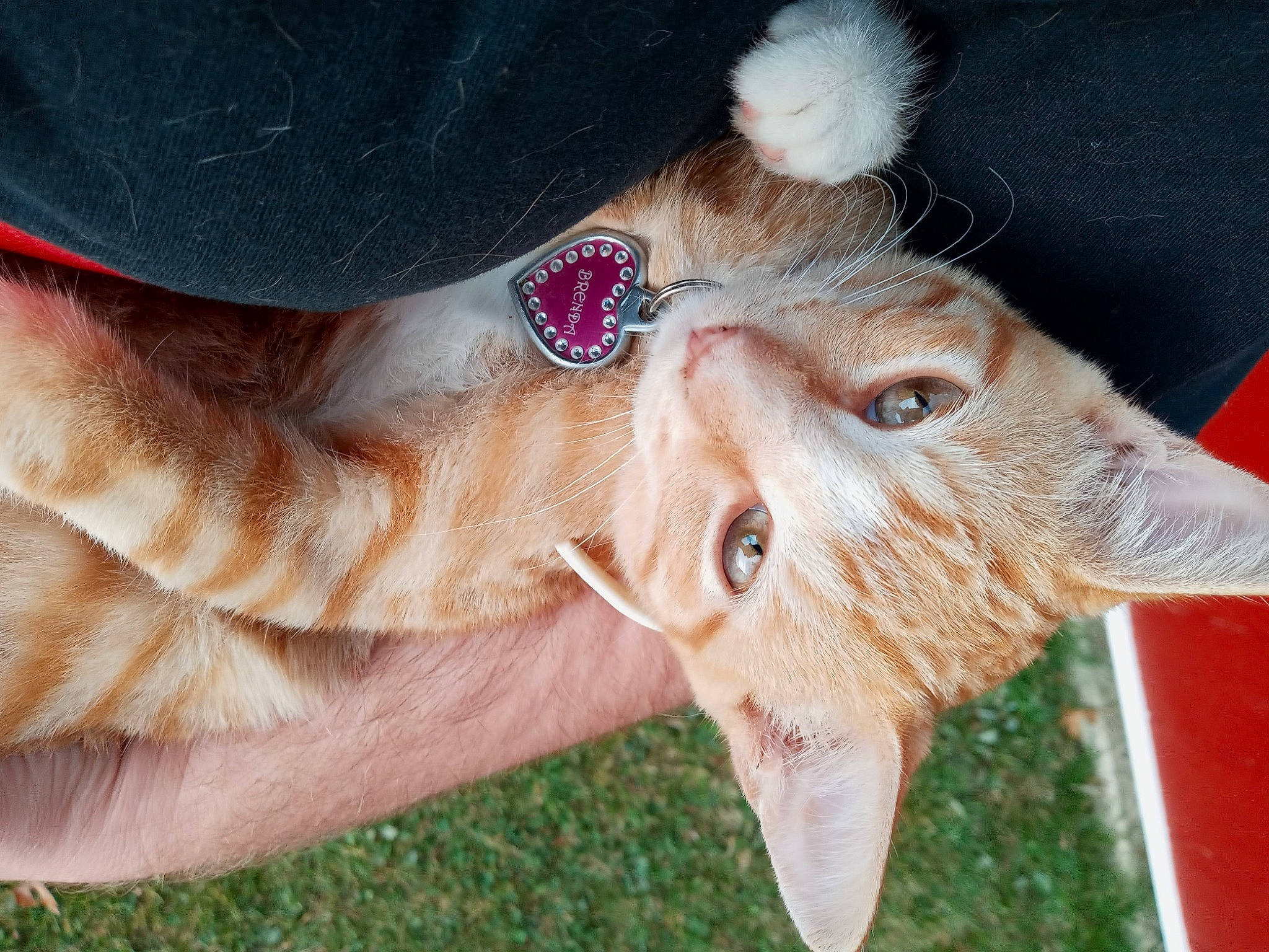 Brenda is registered to the contest to win money with this photo: cap, costume_hat, fashion_accessory, fawn, felidae, finger, flesh, fur, gesture, grass, hat, insect, peach, personal_protective_equipment, plant, snout, thumb, tree, whiskers, wrinkle