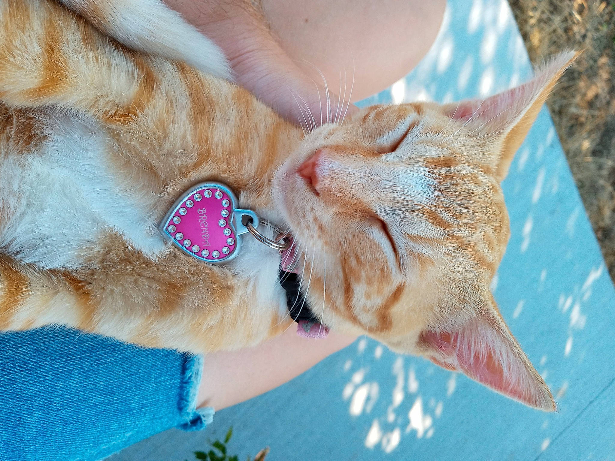 Brenda joined the competition — help win amazing prizes! canidae, carnivore, cat, collar, dog_breed, domestic_short_haired_cat, fawn, felidae, foot, fur, gesture, grass, human_leg, leg, plant, small_to_medium_sized_cats, snout, sporting_group, tail, whiskers