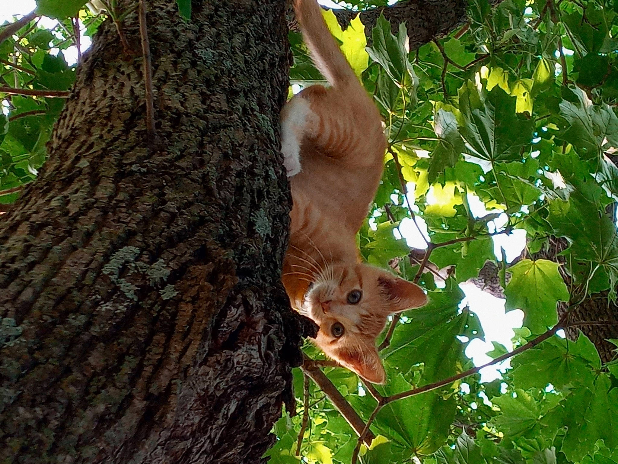 Brenda is registered to the contest to win money with this photo: botany, branch, carnivore, fawn, felidae, fox_squirrel, plant, rodent, small_to_medium_sized_cats, snout, squirrel, tail, terrestrial_animal, terrestrial_plant, tree, trunk, twig, whiskers, wood, woody_plant