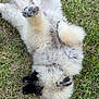 dog, puppy, grass, lying_down, fluffy, playful, outdoor, pet, fur, animal, relaxed, canine, nature, cute, mammal, paw, summer, green, young, lying_on_back