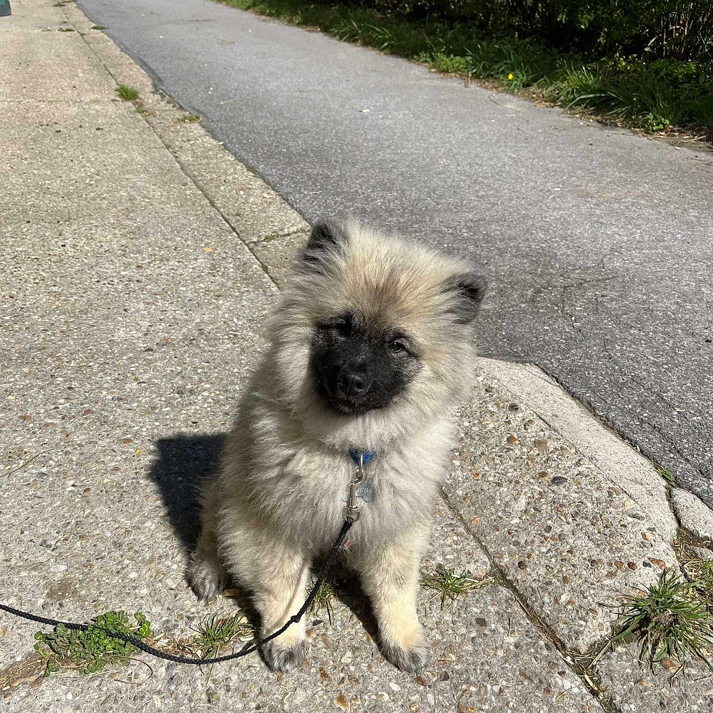 Aristote a rejoint le concours — aidez-le/la à gagner de superbes lots ! animal, concrete, cute, daylight, dog, fluffy, fur, greenery, hedge, leash, nature, outdoor, pet, puppy, sidewalk, sitting, small_dog, sunny, walking, young_dog