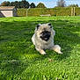 dog, grass, outdoor, sunlight, blue_sky, shed, hedge, greenery, fluffy, pet, animal, nature, happy, smiling, daytime, garden, canine, fur, park, relaxing
