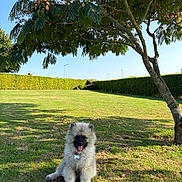 Aristote participe au concours pour gagner de l'argent avec cette photo : dog, fluffy, grass, tree, sunlight, outdoor, pet, canine, happy, nature, blue_sky, greenery, park, animal, summer, shade, collar, tag, sitting, tongue_out