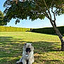 dog, fluffy, grass, tree, sunlight, outdoor, pet, canine, happy, nature, blue_sky, greenery, park, animal, summer, shade, collar, tag, sitting, tongue_out