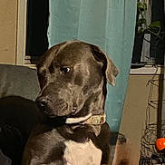 Agnes joined the competition — help win amazing prizes! dog, pet, indoor, curtain, plant, window, collar, brown, white_chest, seated, looking_sideways, furniture, home, cozy, animal, canine, domestic, companion, relaxed, curious