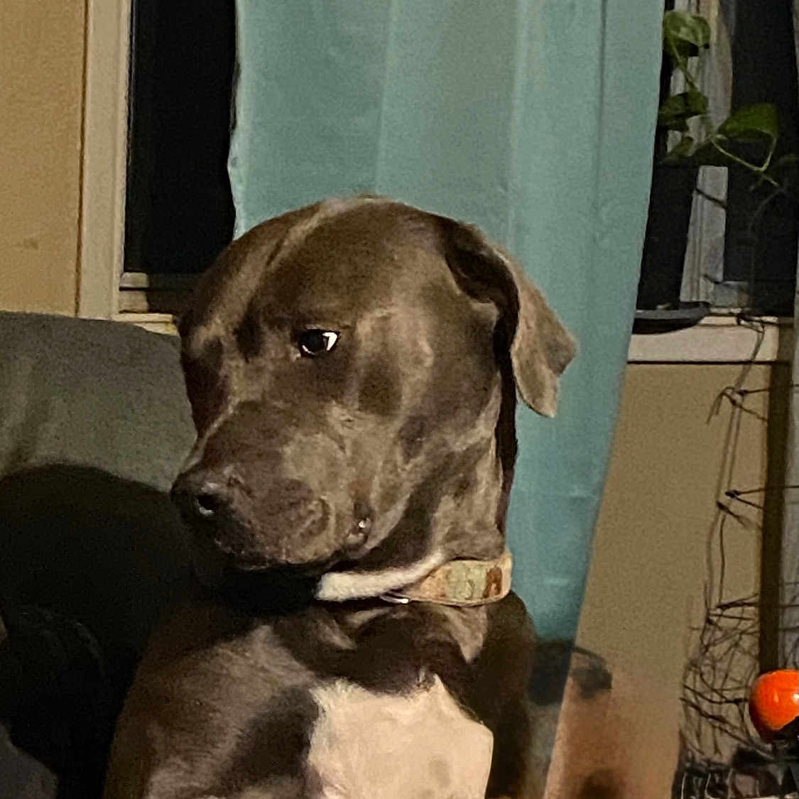 Agnes joined the competition — help win amazing prizes! dog, pet, indoor, curtain, plant, window, collar, brown, white_chest, seated, looking_sideways, furniture, home, cozy, animal, canine, domestic, companion, relaxed, curious