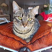 Aston a rejoint le concours — aidez-le/la à gagner de superbes lots ! animal, cat, chair, closeup, cozy, cushion, domestic_animal, fur, furniture, home, indoor, metal, orange, pet, portrait, relaxed, resting, tabby, whiskers, yellow_eyes