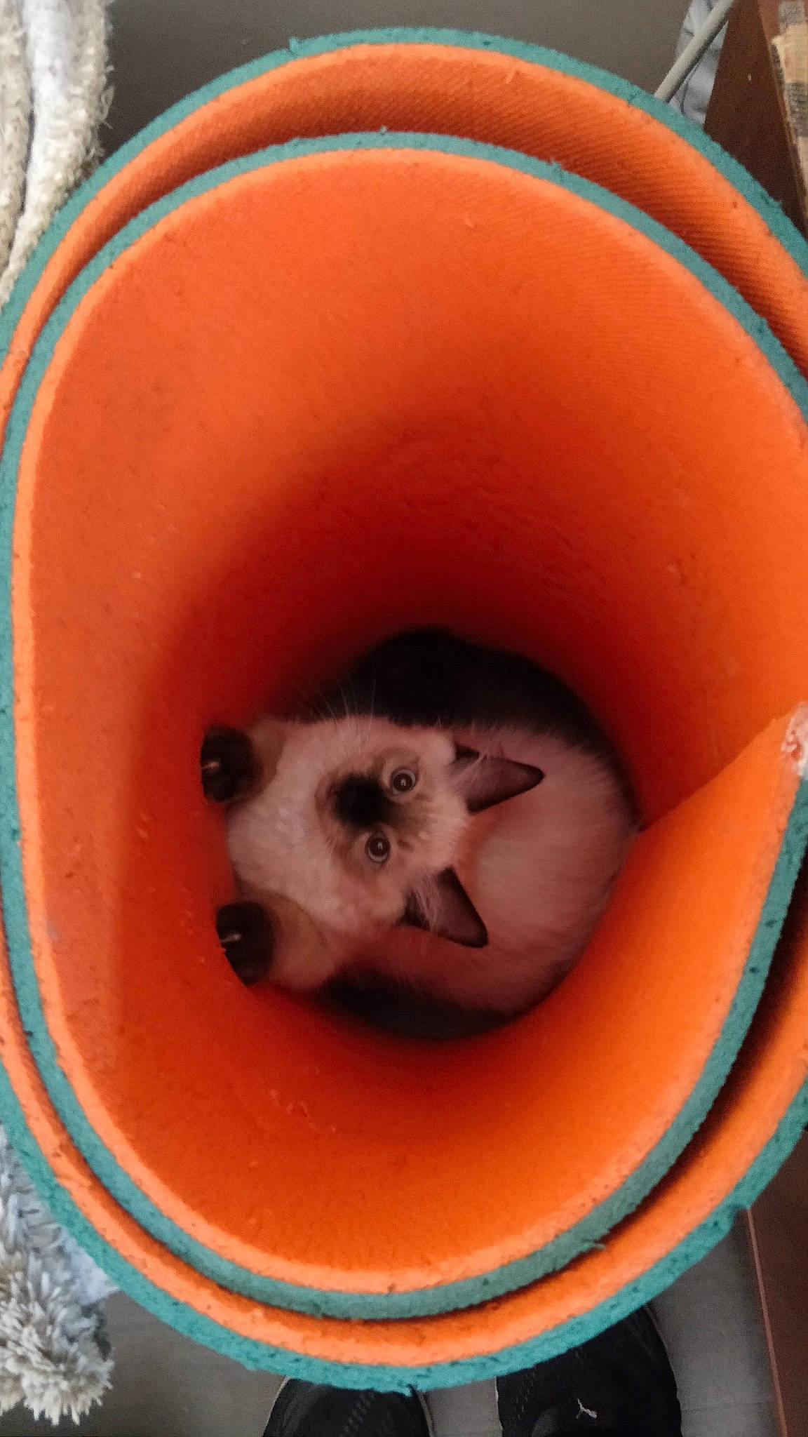 Pyro a rejoint le concours — aidez-le/la à gagner de superbes lots ! nose, snout