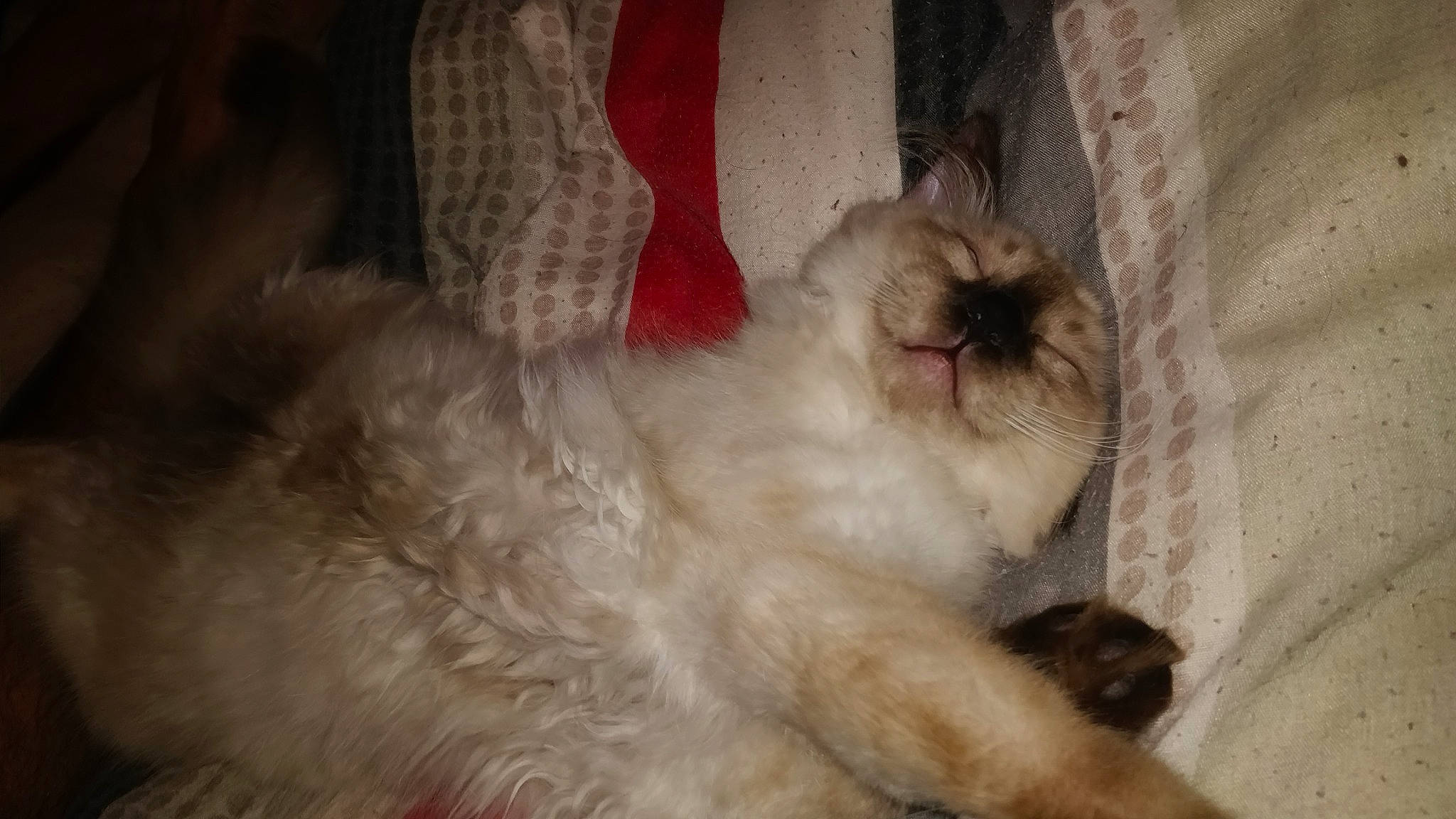 Pyro participe au concours pour gagner de l'argent avec cette photo : birman, carnivore, cat, domestic_long_haired_cat, fawn, felidae, fur, himalayan, kitten, mammal, ragdoll, small_to_medium_sized_cats, whiskers