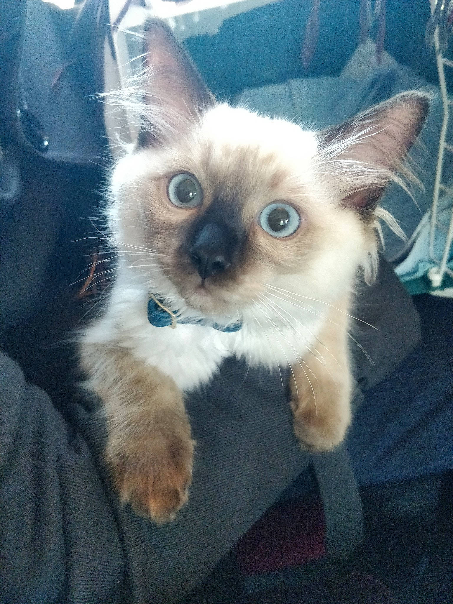 Pyro a rejoint le concours — aidez-le/la à gagner de superbes lots ! balinese, birman, carnivore, cat, ear, eye, fawn, felidae, himalayan, iris, kitten, mammal, ragdoll, siamese, sky, small_to_medium_sized_cats, thai, tonkinese, vertebrate, whiskers