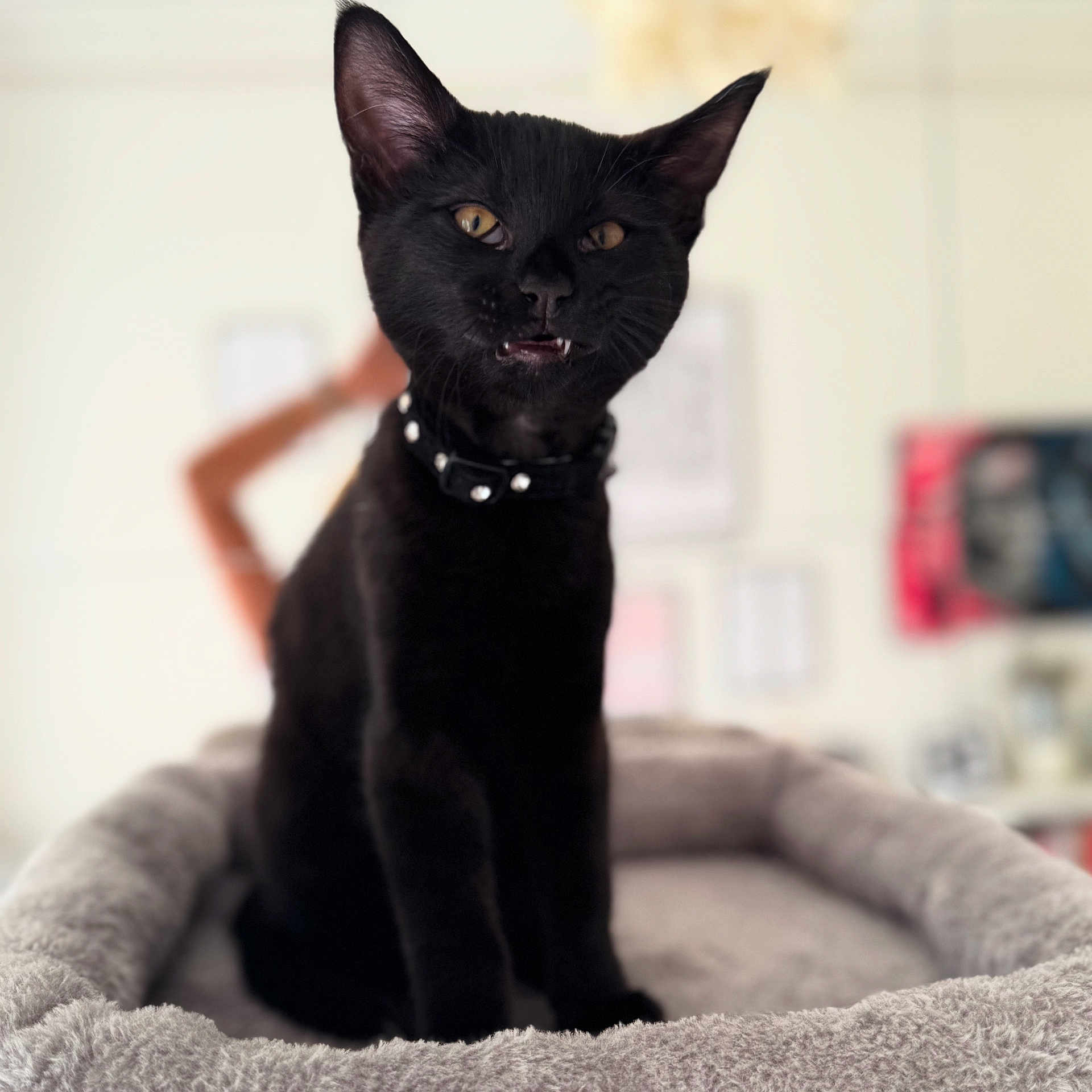 Sir Stanley Von Purr joined the competition — help win amazing prizes! animal, black_cat, blurred_background, cat, collar, companion, cozy, cute, domestic_animal, fangs, feline, fur, household, indoor, mischievous, pet_bed, portrait, sitting, soft_texture, whiskers