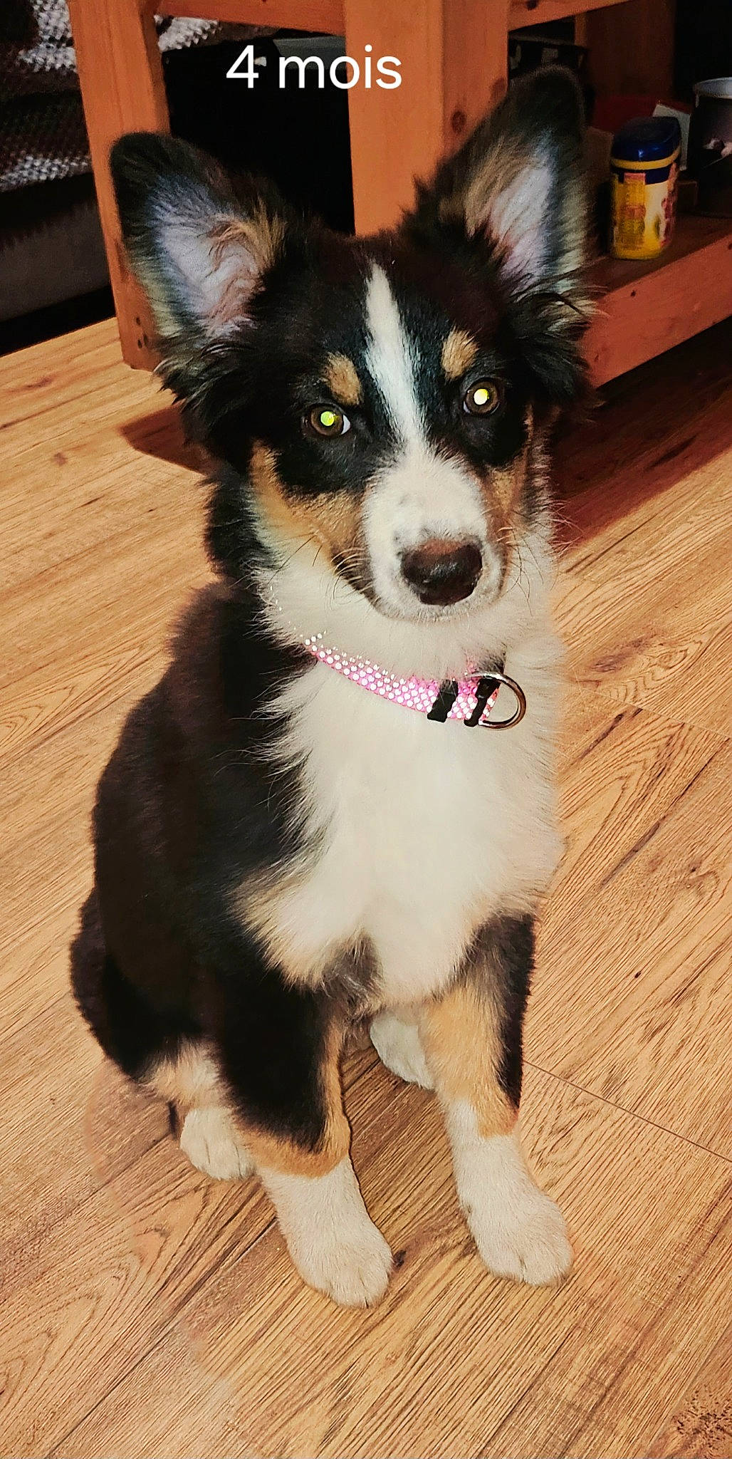 Una a rejoint le concours — aidez-le/la à gagner de superbes lots ! ancient_dog_breeds, canidae, carnivore, collar, companion_dog, dog, dog_breed, flooring, fur, hardwood, herding_dog, plank, sporting_group, varnish, whiskers, wood, wood_flooring, wood_stain, working_animal, working_dog