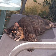 Bella participe au concours pour gagner de l'argent avec cette photo : animal, cat, chair, comfortable, daytime, fur, furniture, garden, greenery, nature, outdoor, paw, pet, quiet, relaxing, resting, shade, sleeping, sunlight, tortoiseshell_cat