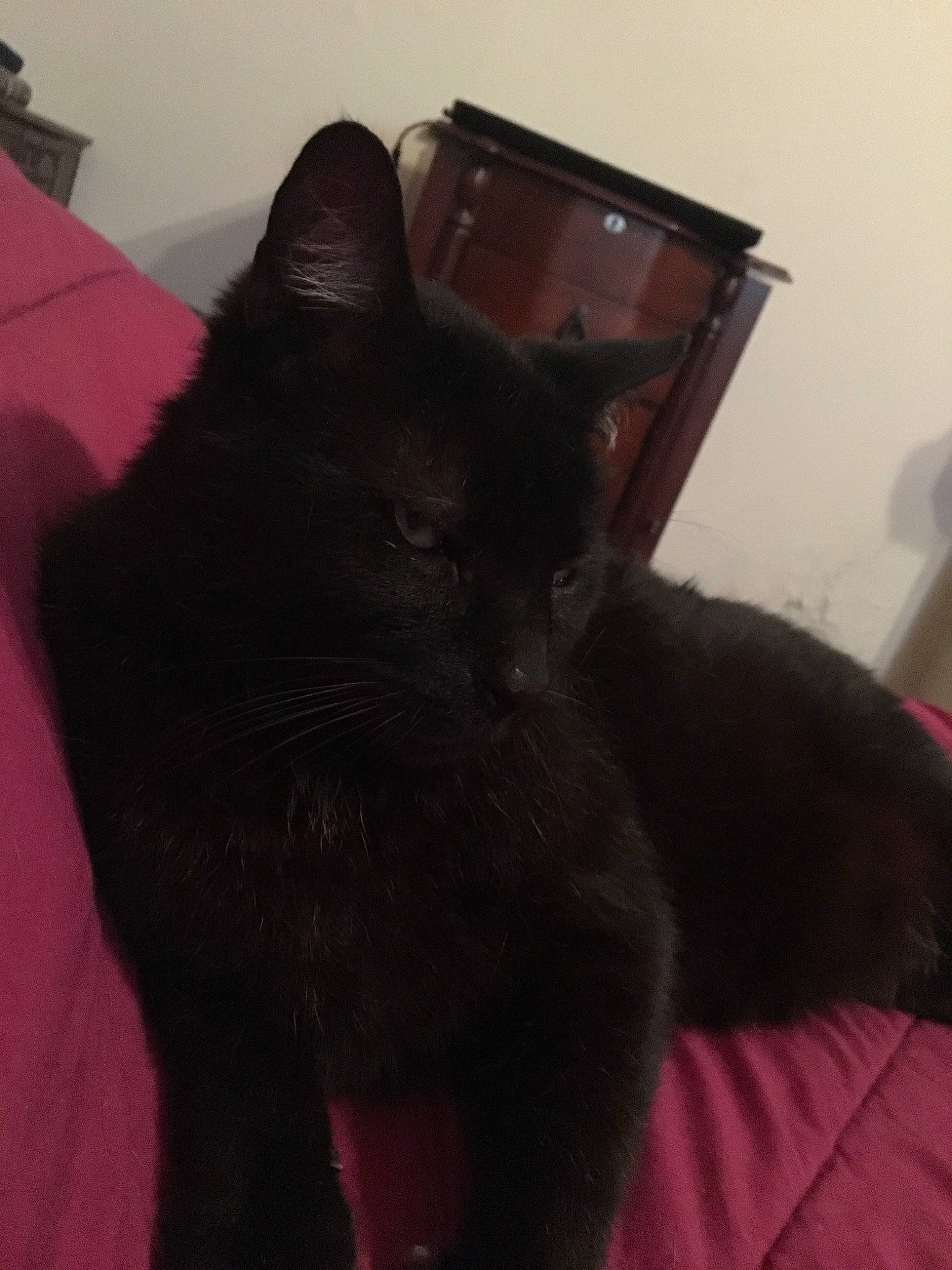 Blackie is registered to the contest to win money with this photo: asian, black, black_cat, bombay, british_shorthair, burmese, carnivore, cat, domestic_short_haired_cat, ear, felidae, fur, kitten, korat, room, sky, small_to_medium_sized_cats, snout, tail, whiskers