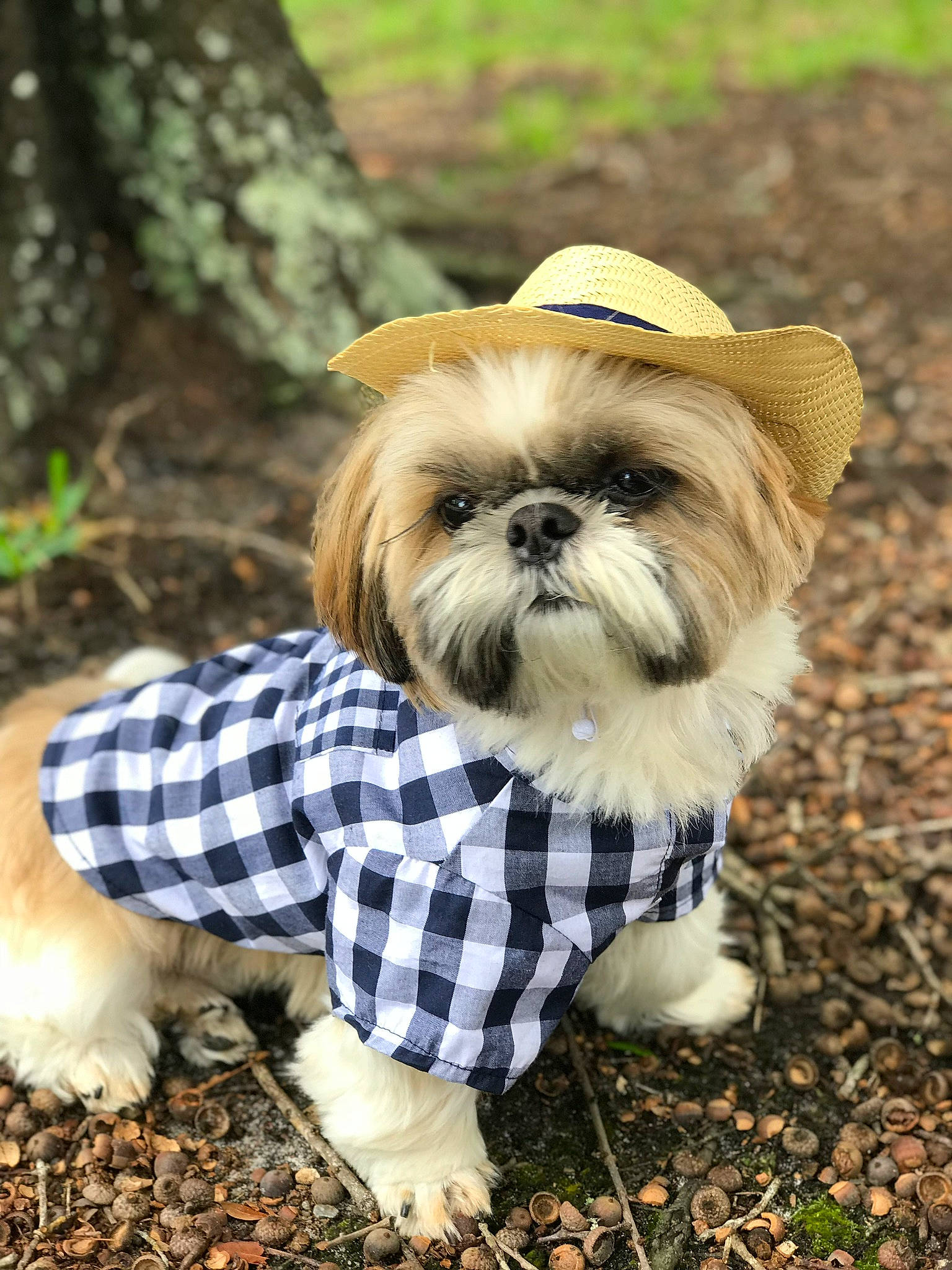 Gizmo joined the competition — help win amazing prizes! canidae, carnivore, chinese_imperial_dog, companion_dog, dog, dog_breed, dog_clothes, fur, lhasa_apso, mammal, non_sporting_group, outerwear, pattern, plaid, puppy, rare_breed_dog, shih_tzu, snout, sporting_group, toy_dog