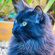 Rocky participe au concours pour gagner de l'argent avec cette photo : cat, black_cat, fluffy_fur, green_eyes, animal, pet, portrait, close_up, whiskers, outdoor, nature, feline, cute, curious, soft_light, garden, profile, mammal, domestic_cat, alert