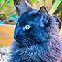 cat, black_cat, fluffy_fur, green_eyes, animal, pet, portrait, close_up, whiskers, outdoor, nature, feline, cute, curious, soft_light, garden, profile, mammal, domestic_cat, alert