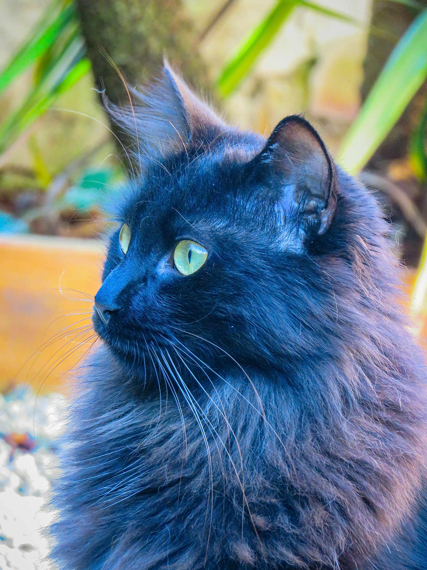 Rocky participe au concours pour gagner de l'argent avec cette photo : cat, black_cat, fluffy_fur, green_eyes, animal, pet, portrait, close_up, whiskers, outdoor, nature, feline, cute, curious, soft_light, garden, profile, mammal, domestic_cat, alert