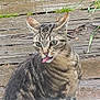 animal, cat, close_up, cute, domestic_cat, ears, eyes, fur, grass, mischievous, nature, outdoor, pet, playful, sitting, striped, tabby, tongue_out, whiskers, wooden_deck