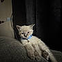Yeti Spaghetti is registered to the contest to win money with this photo: kitten, cat, blue_collar, furniture, couch, indoor, animal, pet, resting, relaxed, gray, textured, fluffy, young, cute, domestic_cat, closeup, portrait, cozy, sleepy