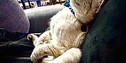 Yeti Spaghetti joined the competition — help win amazing prizes! cat, sleeping, couch, indoor, relaxed, furniture, home, cozy, pet, animal, white_fur, collar, resting, comfortable, living_room, shelf, chair, window, blanket, domestic