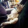 cat, sleeping, couch, indoor, relaxed, furniture, home, cozy, pet, animal, white_fur, collar, resting, comfortable, living_room, shelf, chair, window, blanket, domestic