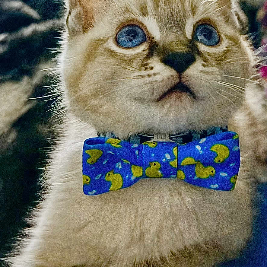 Yeti Spaghetti joined the competition — help win amazing prizes! adorable, animal, blue, blue_eyes, bow_tie, cat, close_up, curious, cute, domestic_cat, feline, fluffy, indoor, kitten, pet, portrait, rubber_duck_pattern, whiskers, yellow, young_cat