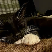 Odin is registered to the contest to win money with this photo: animal, black_and_white, blurred_background, cat, close_up, cozy, cute, domestic, feline, furry, indoor, nap, paw, pet, relaxing, resting, sleeping, soft_light, whisker, whiskers