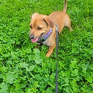 Deelilah is registered to the contest to win money with this photo: animal, brown_dog, canine, clover, collar, daylight, dog, field, grass, greenery, happy, leash, nature, outdoor, pet, playful, small_dog, summer, tongue_out, walking