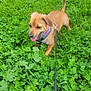 animal, brown_dog, canine, clover, collar, daylight, dog, field, grass, greenery, happy, leash, nature, outdoor, pet, playful, small_dog, summer, tongue_out, walking