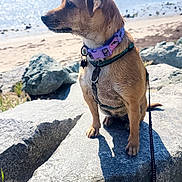 Deelilah joined the competition — help win amazing prizes! dog, small_dog, rock, beach, water, sand, collar, harness, leash, sunlight, outdoor, nature, animal, pet, side_view, daytime, calm, looking_away, shore, scenic