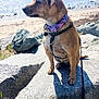 animal, beach, calm, collar, daytime, dog, harness, leash, looking_away, nature, outdoor, pet, rock, sand, scenic, shore, side_view, small_dog, sunlight, water
