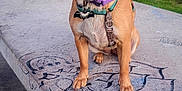Deelilah is registered to the contest to win money with this photo: animal, bench, brown_dog, canine, collar, cute, daytime, dog, graffiti, grass, leash, nature, outdoor, park, people, pets, puppy, sidewalk, sitting, trees